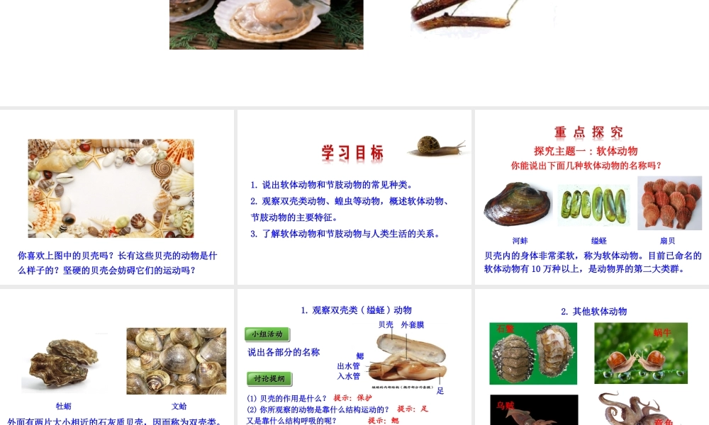 八年级生物上册 情境互动课型 5.1.3 软体动物和节肢动物课件 （新版）新人教版-（新版）新人教级上册生物课件