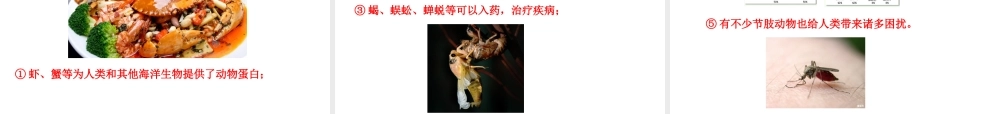 八年级生物上册 情境互动课型 5.1.3 软体动物和节肢动物课件 （新版）新人教版-（新版）新人教级上册生物课件