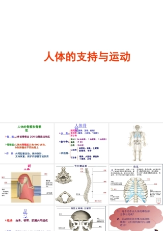 八年级生物上册 第16章 第1节 人体的支持与运动课件 苏科版
