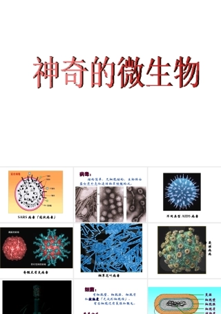 八年级生物上册 第5单元 第14章 第3节 神奇的微生物课件 苏教版-苏教版初中八年级上册生物课件