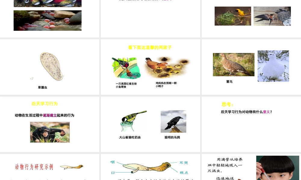 八年级生物上册 第16章 第1节 先天性行为和后天学习行为课件 北师大版-北师大版初中八年级上册生物课件