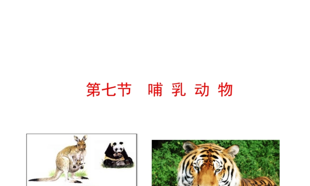 八年级生物上册 情境互动课型 5.1.7 哺乳动物课件 （新版）新人教版-（新版）新人教级上册生物课件