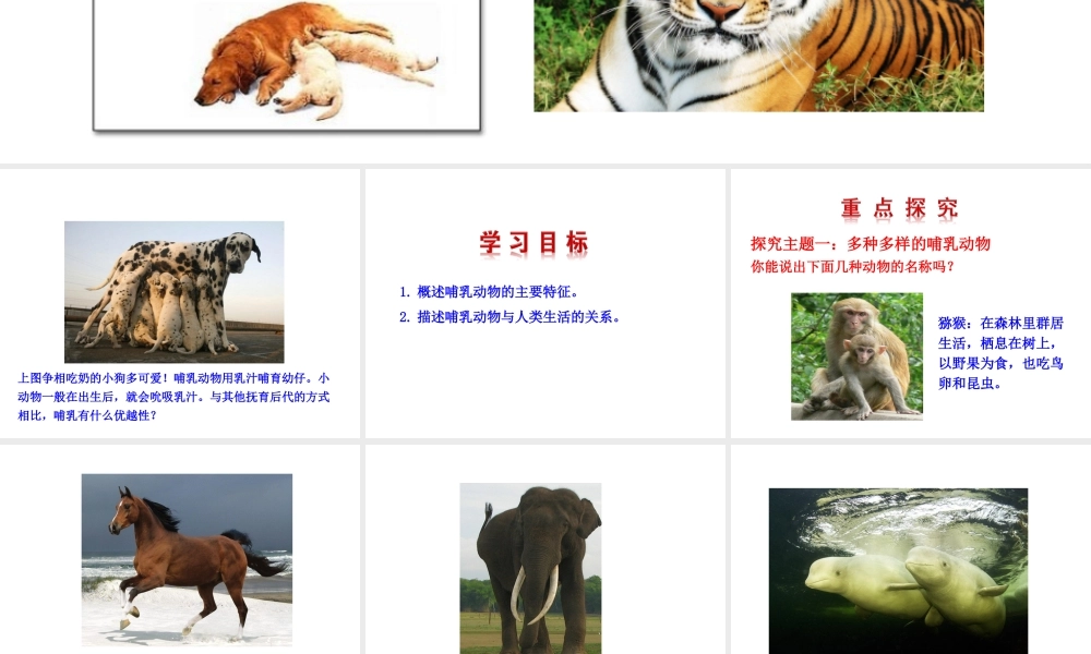 八年级生物上册 情境互动课型 5.1.7 哺乳动物课件 （新版）新人教版-（新版）新人教级上册生物课件