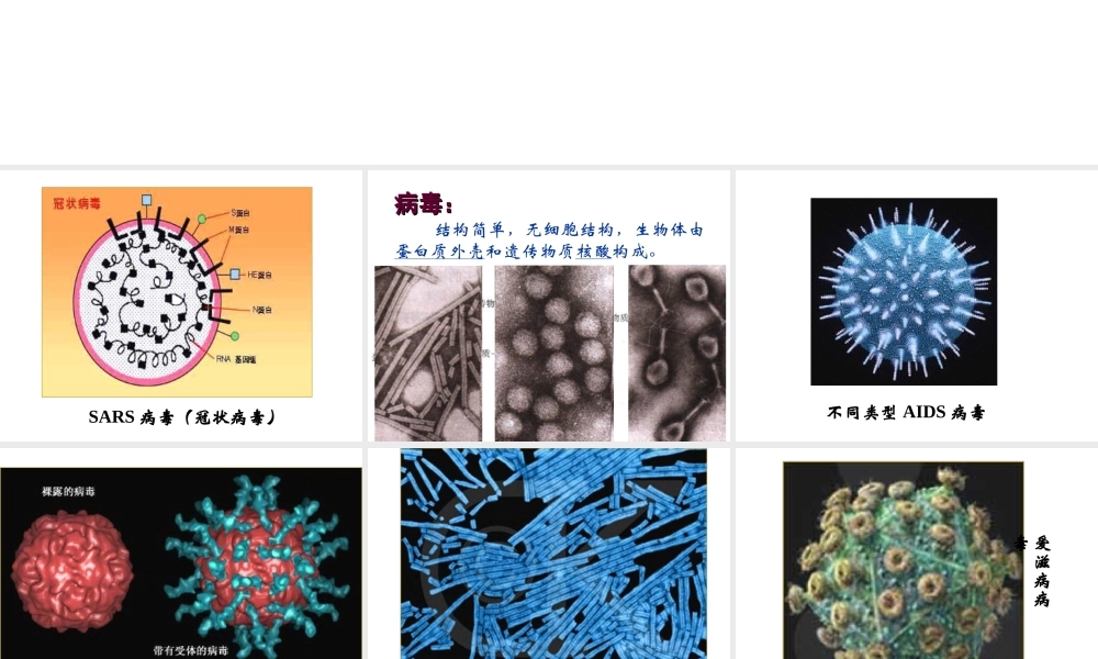 八年级生物上册 第5单元 第14章 第3节 神奇的微生物课件 苏教版-苏教级上册生物课件