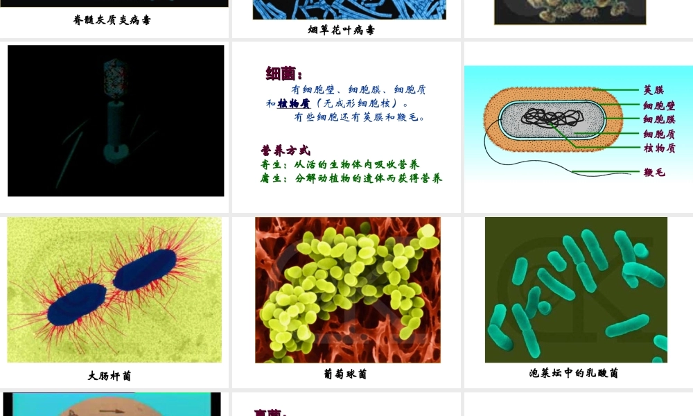 八年级生物上册 第5单元 第14章 第3节 神奇的微生物课件 苏教版-苏教级上册生物课件