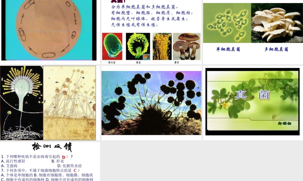 八年级生物上册 第5单元 第14章 第3节 神奇的微生物课件 苏教版-苏教级上册生物课件