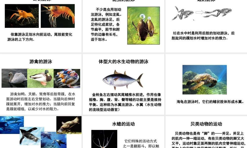 八年级生物上册 第5单元 第15章 第1节 动物的运动方式课件 北师大版-北师大级上册生物课件
