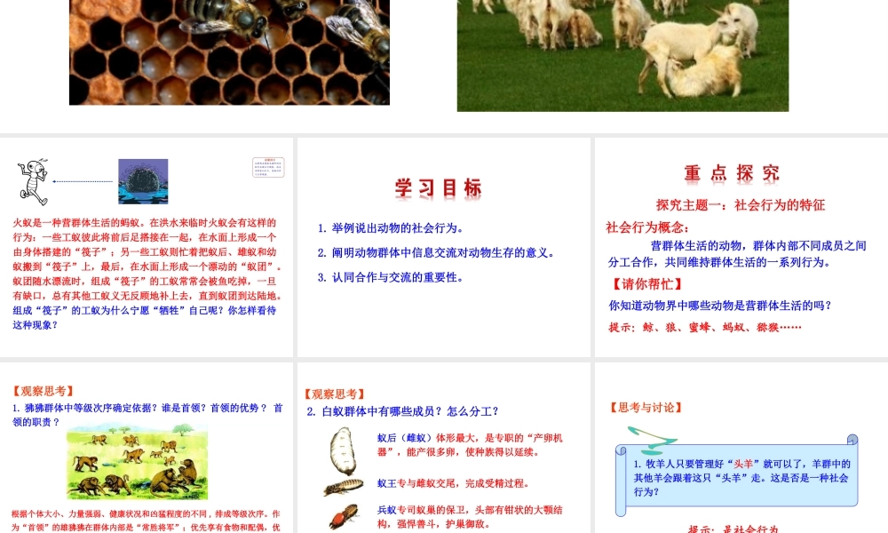 八年级生物上册 情境互动课型 5.2.3 社会行为课件 （新版）新人教版-（新版）新人教版初中八年级上册生物课件