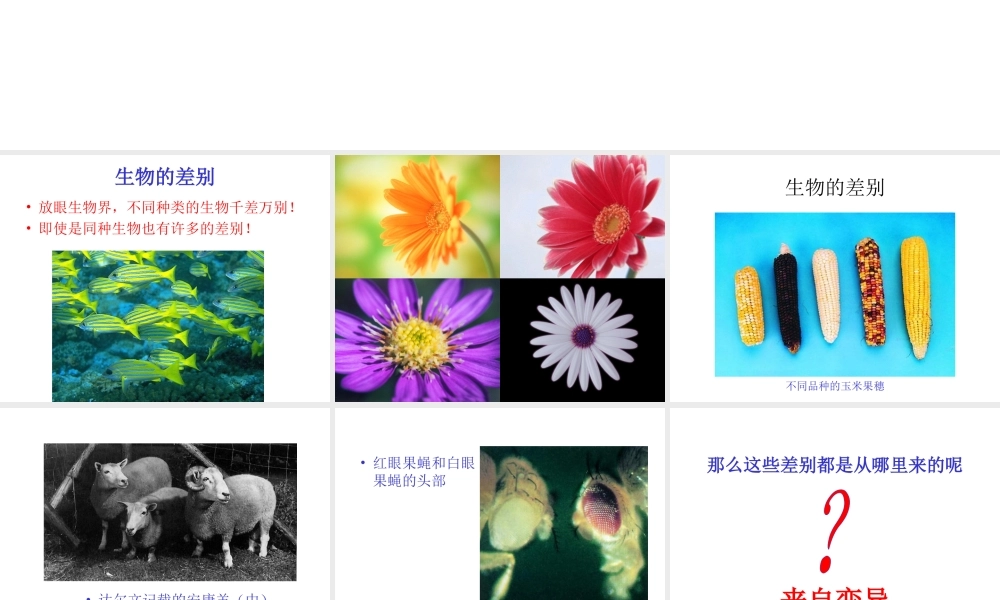 八年级生物上册 物的变异课件 苏教版