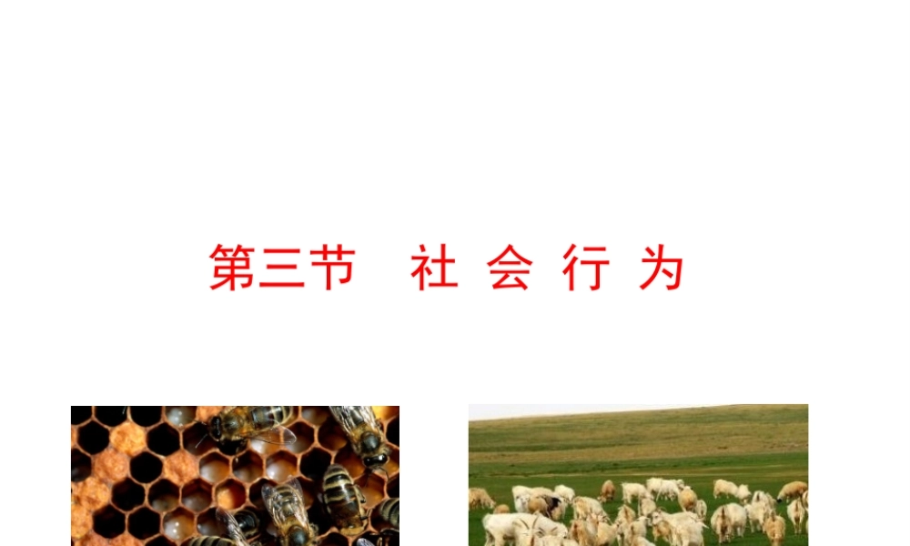 八年级生物上册 情境互动课型 5.2.3 社会行为课件 （新版）新人教版-（新版）新人教级上册生物课件