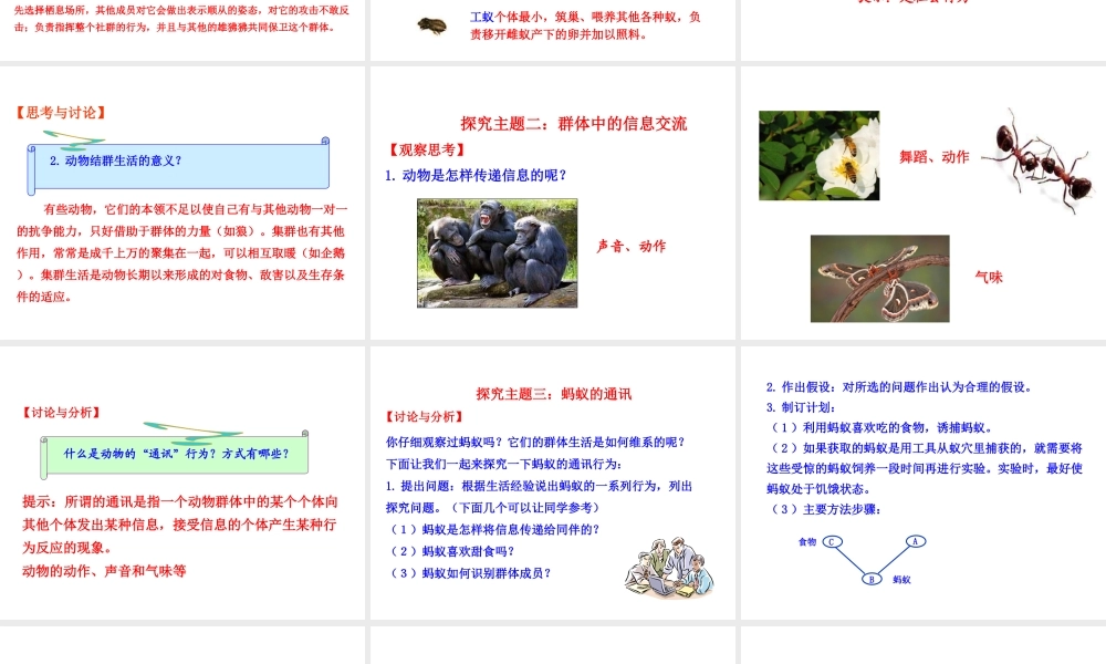 八年级生物上册 情境互动课型 5.2.3 社会行为课件 （新版）新人教版-（新版）新人教级上册生物课件