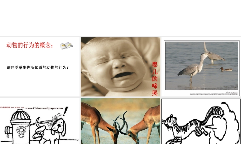 八年级生物上册 第16章 第1节 先天性行为和后天学习行为课件2 北师大版-北师大级上册生物课件