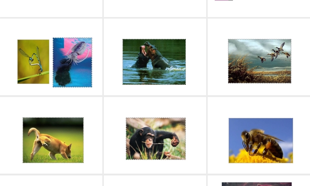 八年级生物上册 第5单元 第16章 第1节 先天性行为和后天学习行为课件 北师大版-北师大版初中八年级上册生物课件