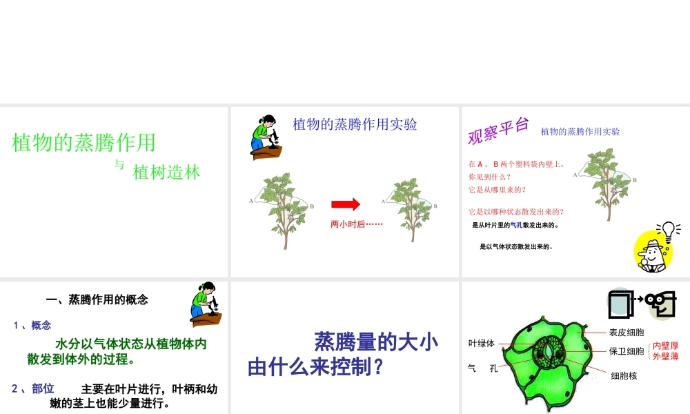 八年级生物上册 植物的生活与栽培--蒸腾作用课件 冀教版
