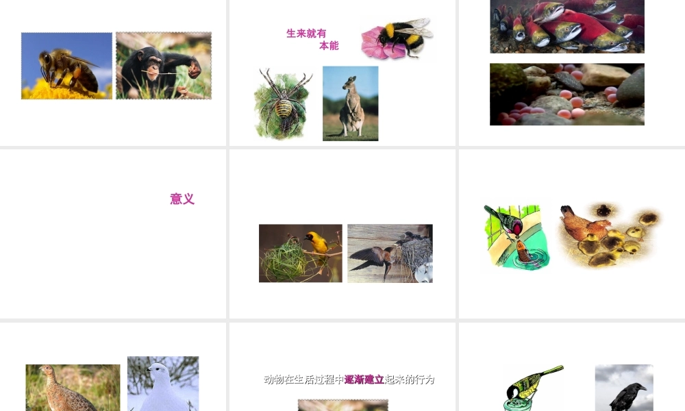 八年级生物上册 第5单元 第16章 第1节 先天性行为和后天学习行为课件 北师大版-北师大级上册生物课件