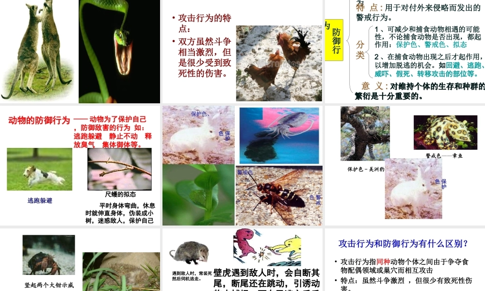 八年级生物上册 第5单元 第16章 第2节 动物行为的主要类型课件 北师大版-北师大版初中八年级上册生物课件