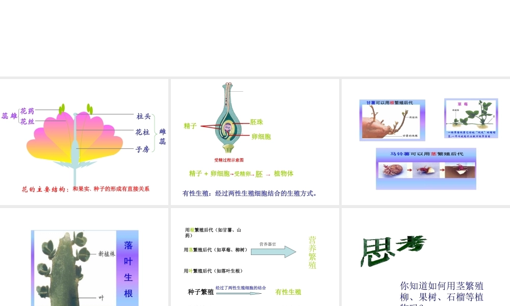 八年级生物上册 植物的无性生殖课件  人教新课标版