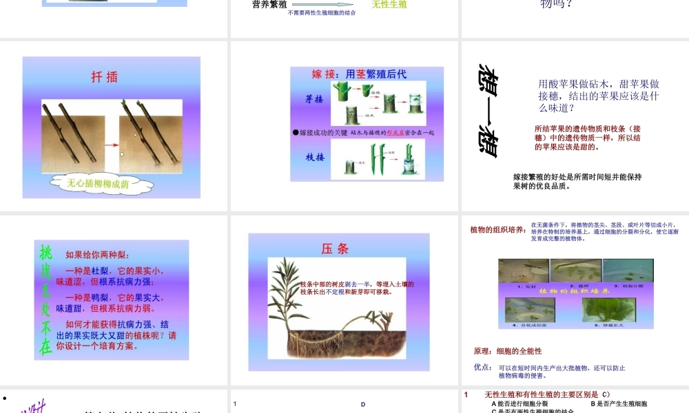 八年级生物上册 植物的无性生殖课件  人教新课标版