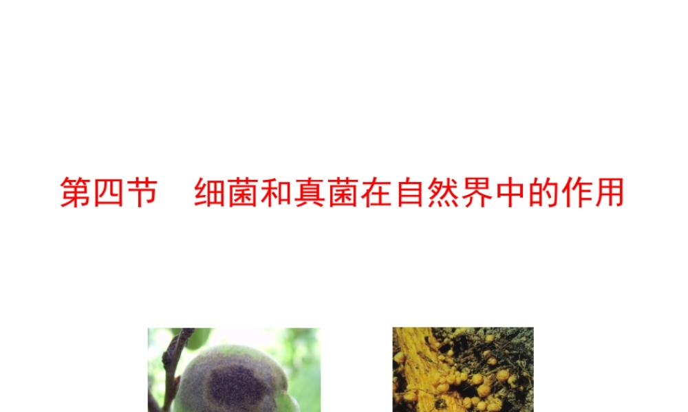 八年级生物上册 情境互动课型 5.4.4 细菌和真菌在自然界中的作用课件 （新版）新人教版-（新版）新人教版初中八年级上册生物课件