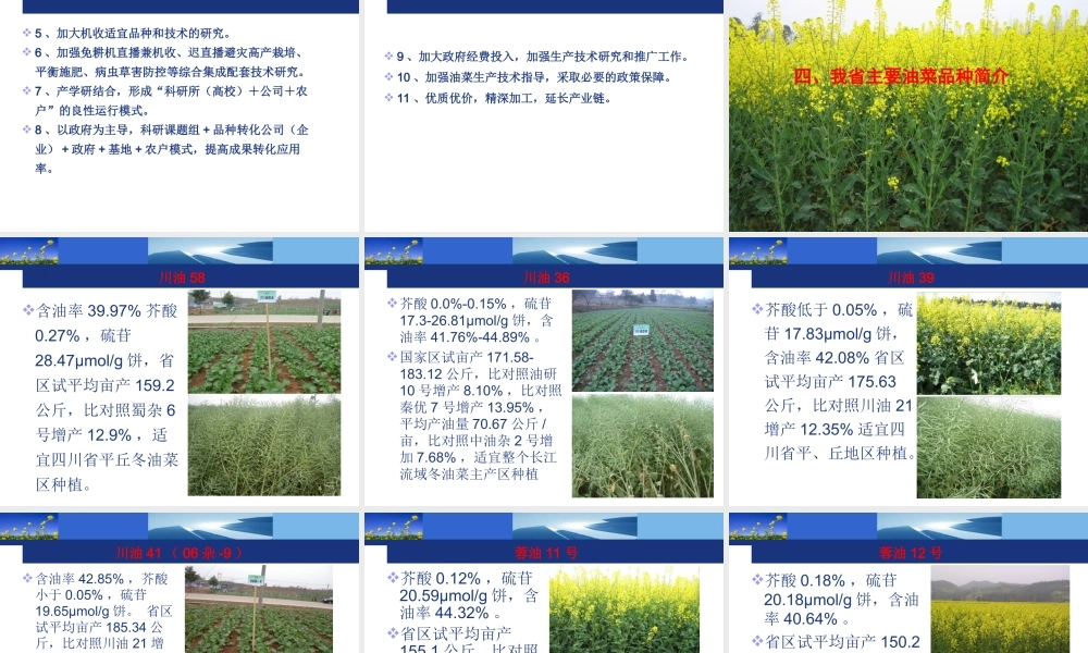 油菜产业现状及四川油菜品种简介分析