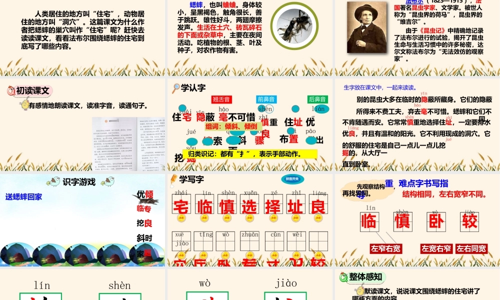 部编版四年级语文上册《蟋蟀的住宅》课件
