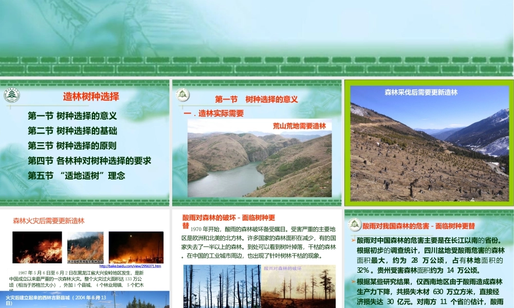 造林树种选择