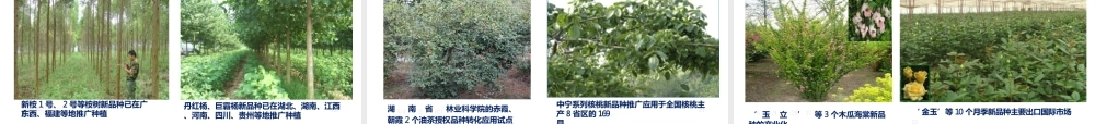 中国林业植物品种权保护讲义全