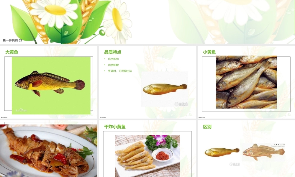 常见海洋鱼类的品种课件