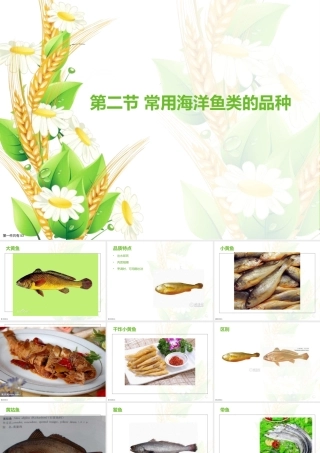 常见海洋鱼类的品种课件