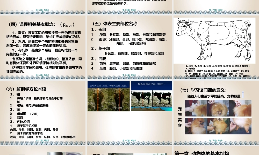 宠物（犬猫）解剖结构与系统分析