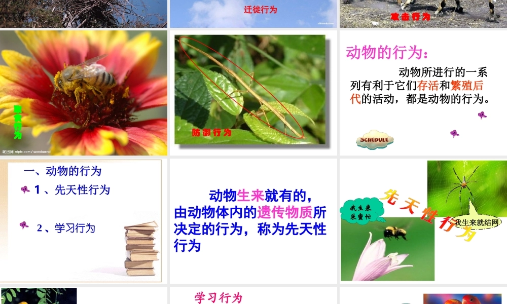 八年级生物上册 第二节 动物的先天性行为和学习行为课件 人教新课标版