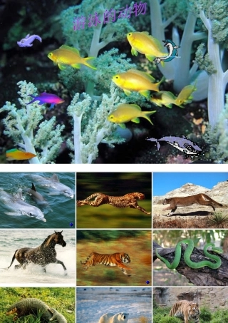 八年级生物上册 第二节 动物的运动依赖于一定的结构课件 苏教版