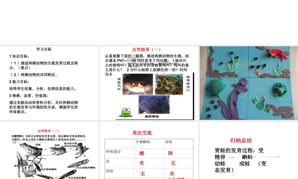 八年级生物上册 第二节 两栖动物的生殖和发育课件 济南版