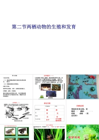 八年级生物上册 第二节 两栖动物的生殖和发育课件 济南版