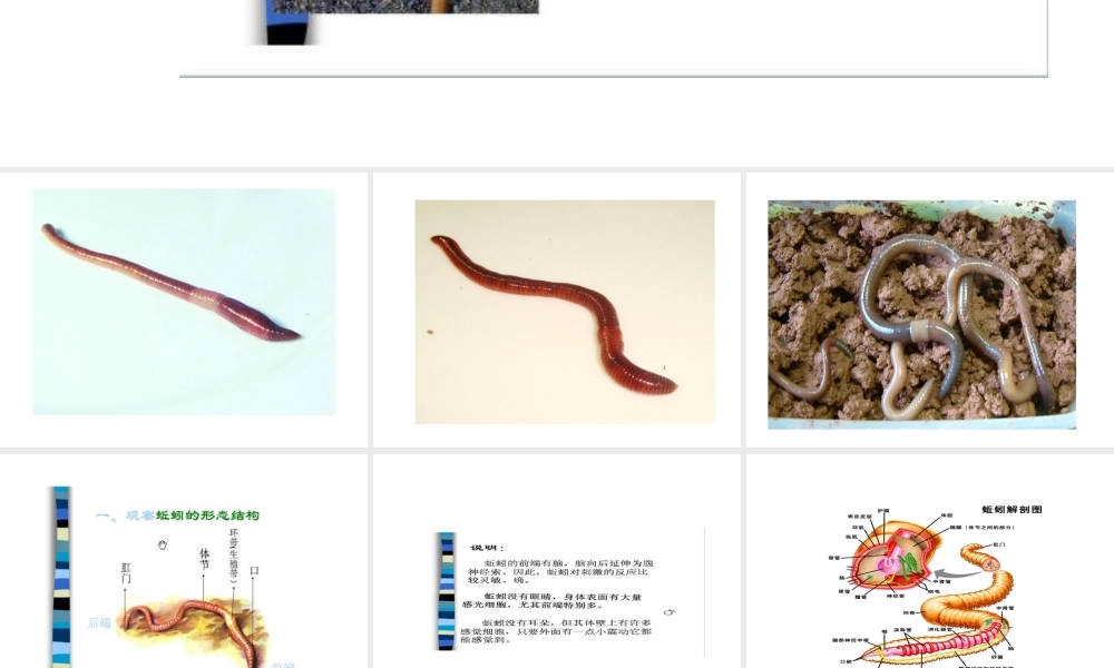 八年级生物上册 第二节 陆地生活的动物 蚯蚓课件 人教新课标版