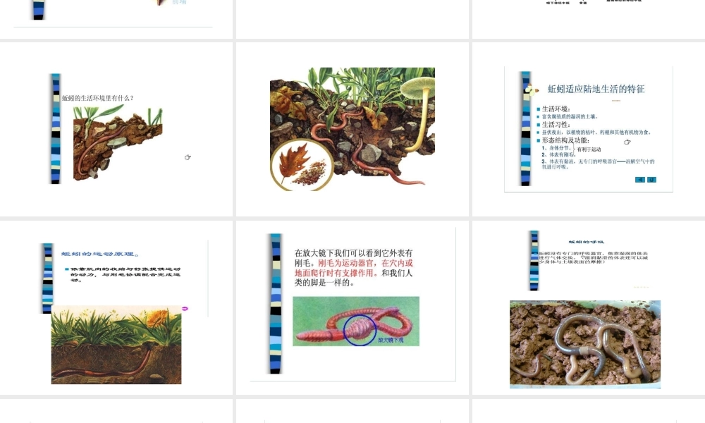 八年级生物上册 第二节 陆地生活的动物 蚯蚓课件 人教新课标版