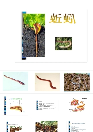 八年级生物上册 第二节 陆地生活的动物 蚯蚓课件 人教新课标版