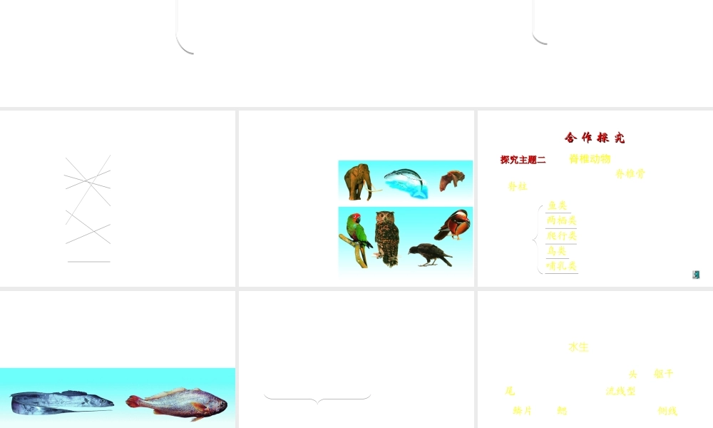 八年级生物上册 第二节 千姿百态的动物世界-脊椎动物课件 （新版）苏教版