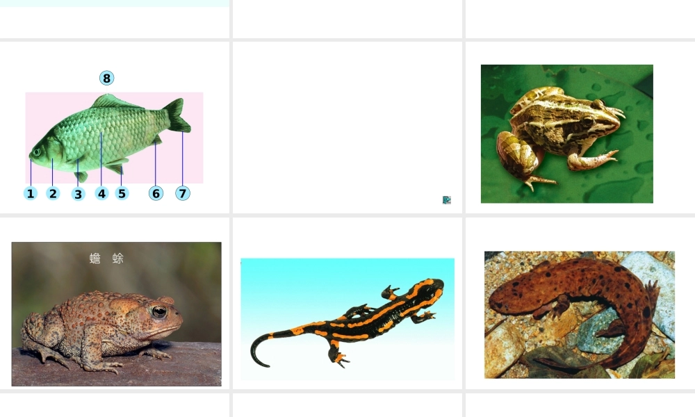 八年级生物上册 第二节 千姿百态的动物世界-脊椎动物课件 （新版）苏教版