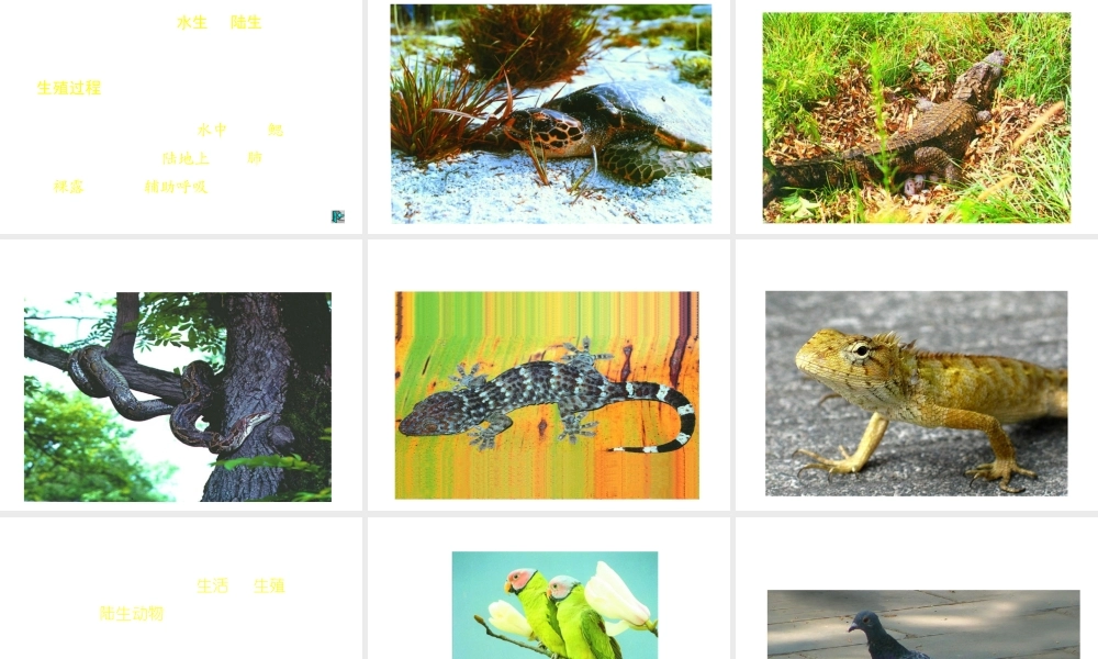 八年级生物上册 第二节 千姿百态的动物世界-脊椎动物课件 （新版）苏教版