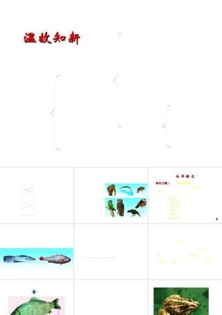 八年级生物上册 第二节 千姿百态的动物世界-脊椎动物课件 （新版）苏教版