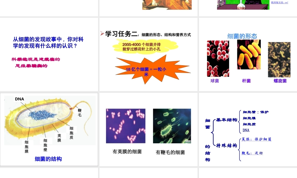 八年级生物上册 第二节 细菌课件 新人教版