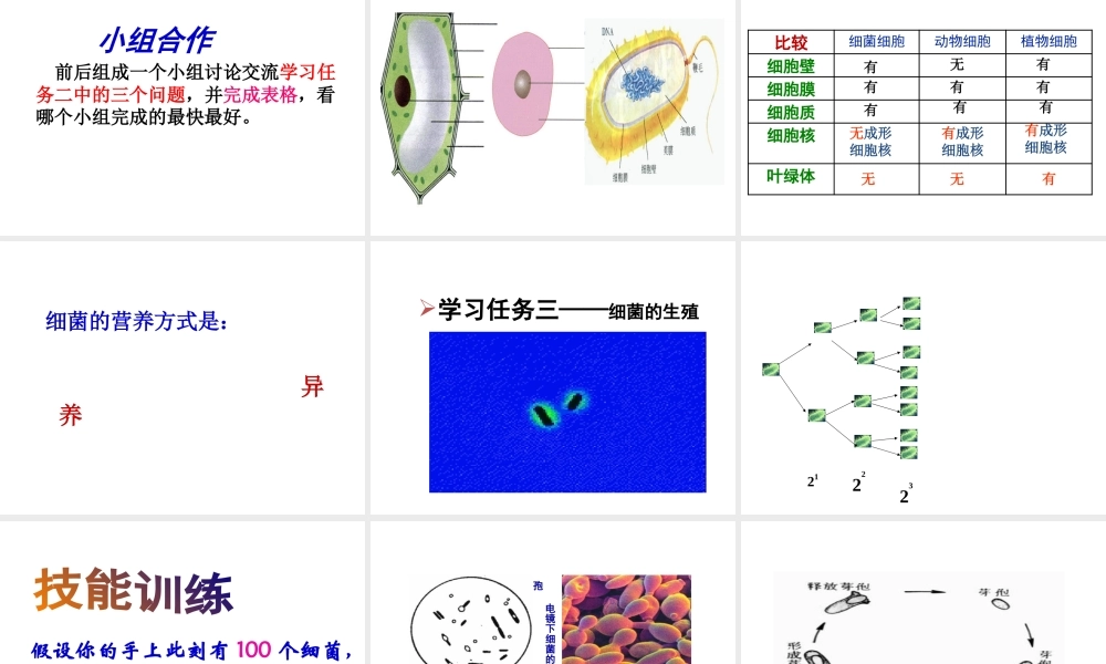 八年级生物上册 第二节 细菌课件 新人教版