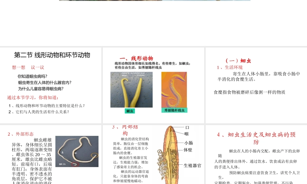 八年级生物上册 第二节 线形动物和环节动物课件 （新版）新人教版