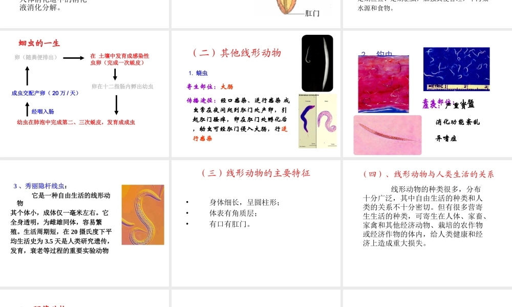 八年级生物上册 第二节 线形动物和环节动物课件 （新版）新人教版