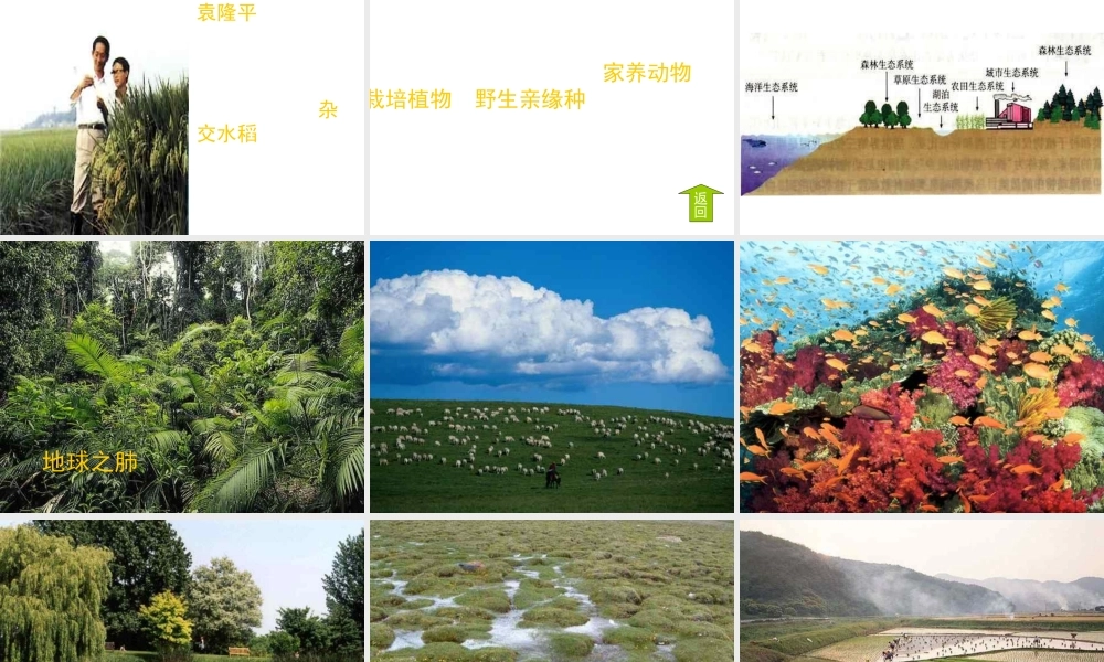 八年级生物上册 第6单元 第2章 认识生物的多样性课件2 新人教版