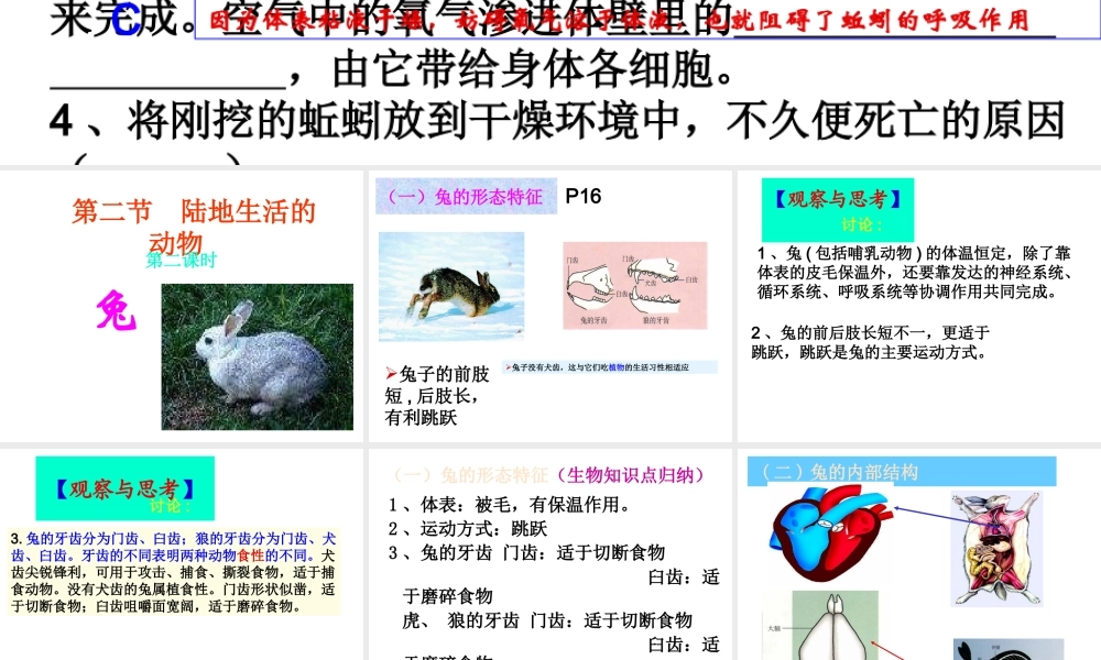 八年级生物上册 第二节陆地生活的动物(第2课时)课件 人教新课标版