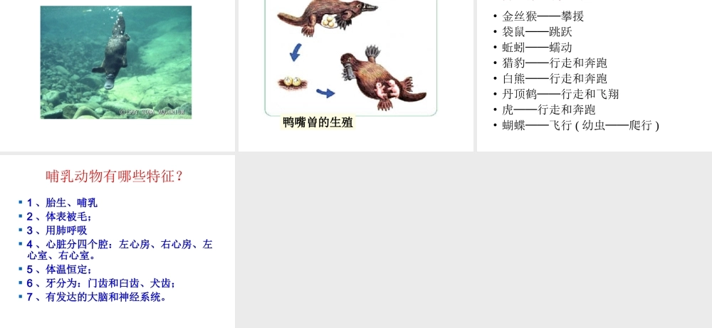 八年级生物上册 第二节陆地生活的动物(第2课时)课件 人教新课标版