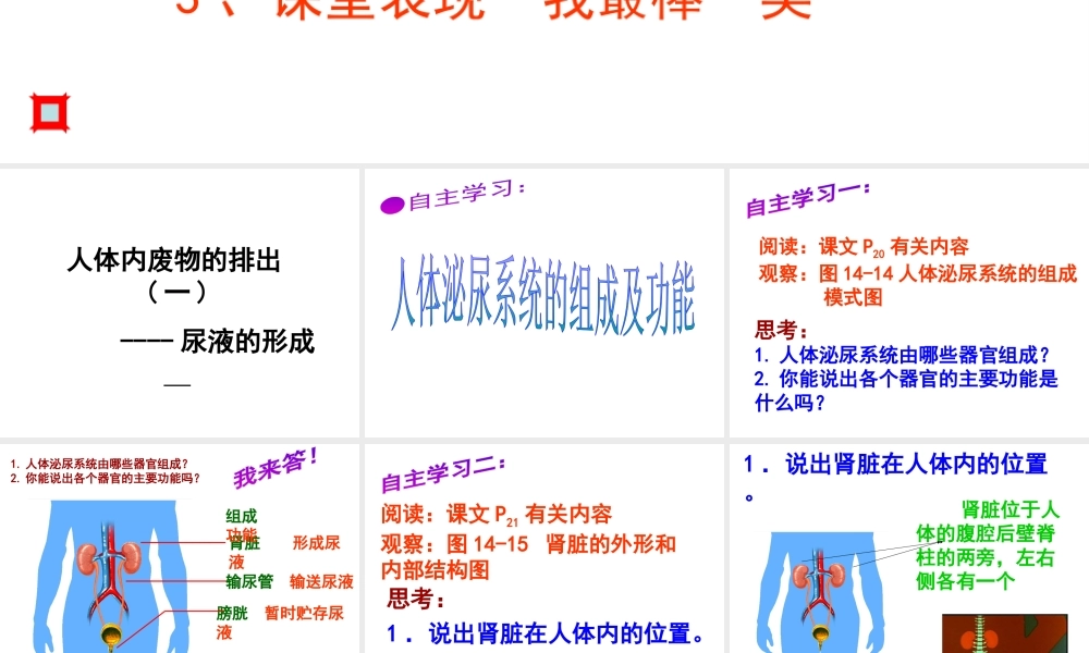 八年级生物上册 第二节人体废物的排除课件 苏科版