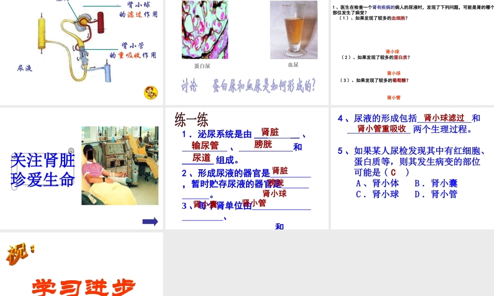 八年级生物上册 第二节人体废物的排除课件 苏科版